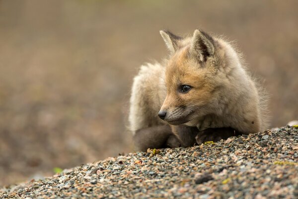 Petit renard roux sur terre