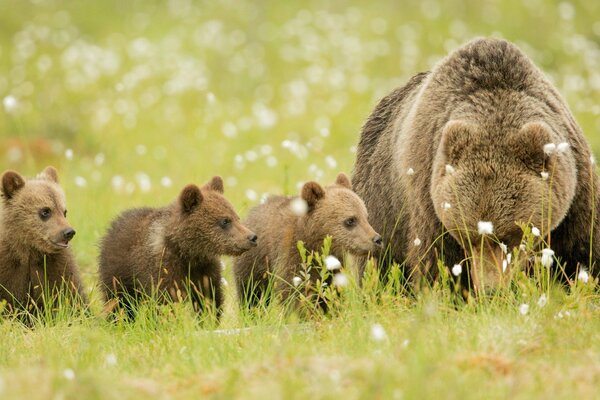 Ours brun avec des oursons dans la nature