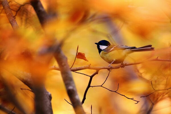 der goldene Herbst. Vogel auf einem Ast