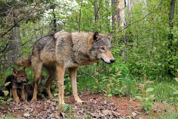 Louve avec un loup dans la forêt d été