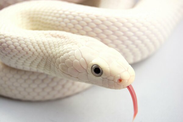 The albino snake stuck out its tongue