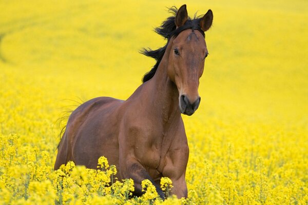 Cheval parmi les fleurs jaunes