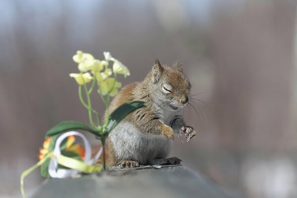 A little squirrel with his eyes closed