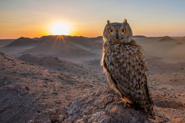 Búho sentado en el desierto al atardecer