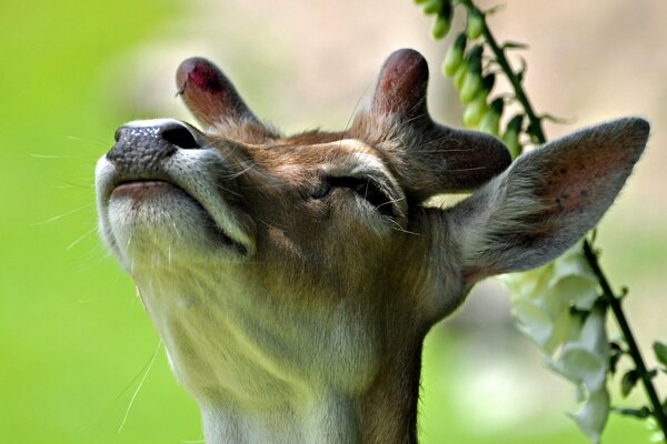 Deer on the background of flowers photo