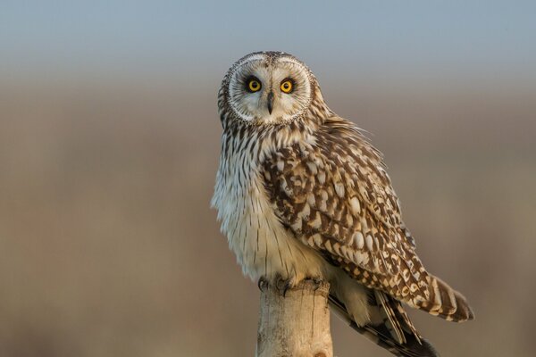 Swamp owl on a log