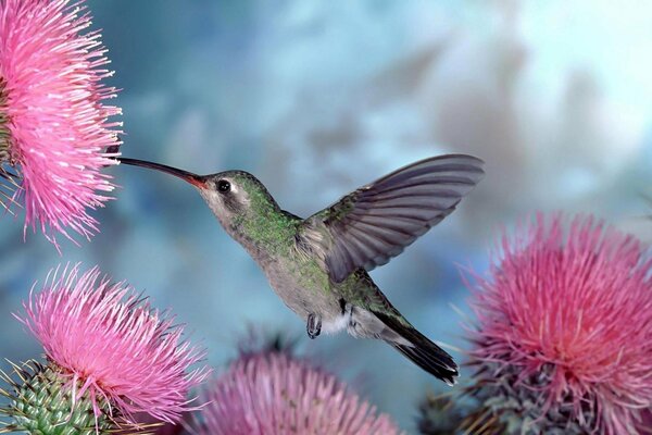 Hummingbird bird on a background of flowers