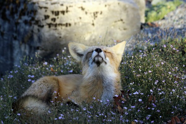 Ein schlauer Fuchs schaut in den Himmel