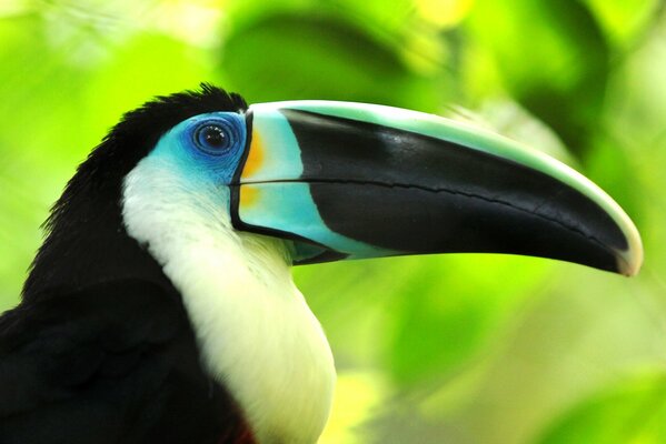 Exotischer Vogel Tukan auf grünem Laubhintergrund