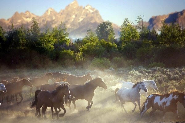 A herd of horses raised dust on the road