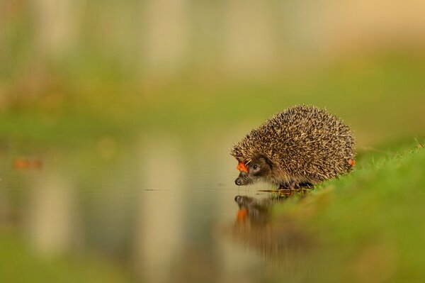 A small hedgehog with a leaf on its muzzle