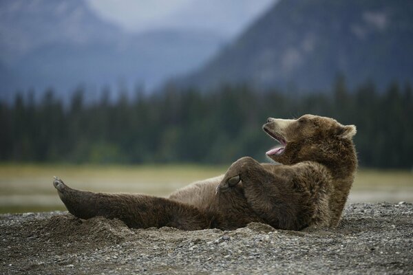 The bear is lying on his back and playing in a pile of earth