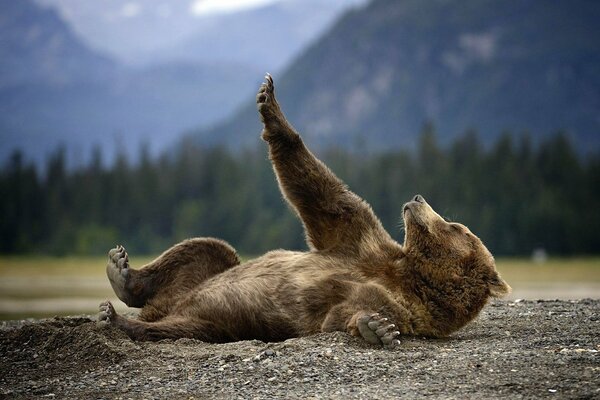 Niedźwiedź grizzly rozpadł się na drodze