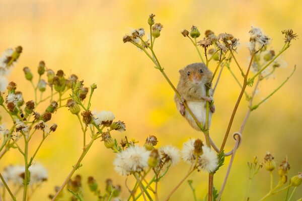 A little mouse is holding on to the twigs of a plant