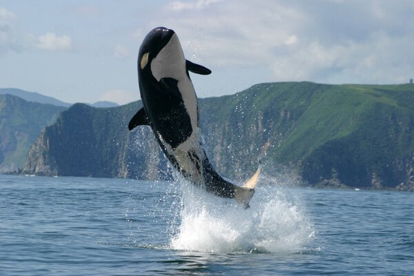 Killer whale makes a jump into the sea against the background of mountains