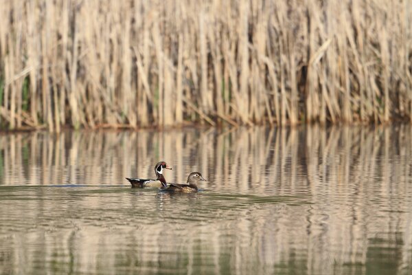 Dos patos nadan en el lago entre cañas