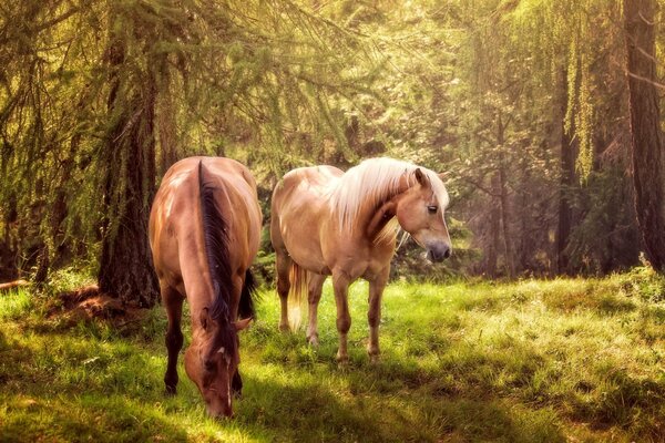 Naturaleza del bosque con caballos pellizcando la hierba