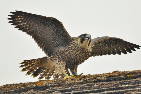 Battre les ailes d un faucon pèlerin