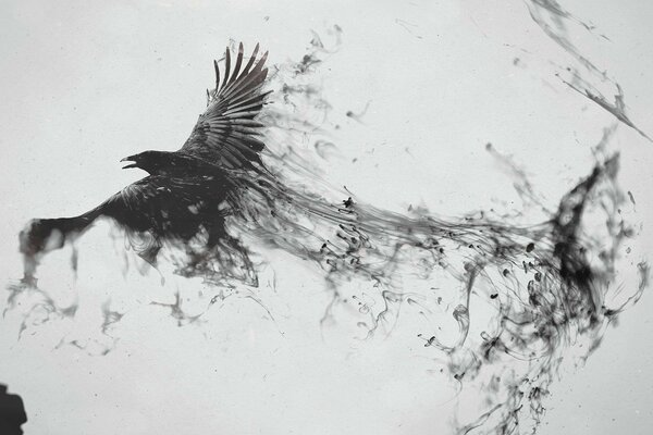 A black raven in flight. Black and white