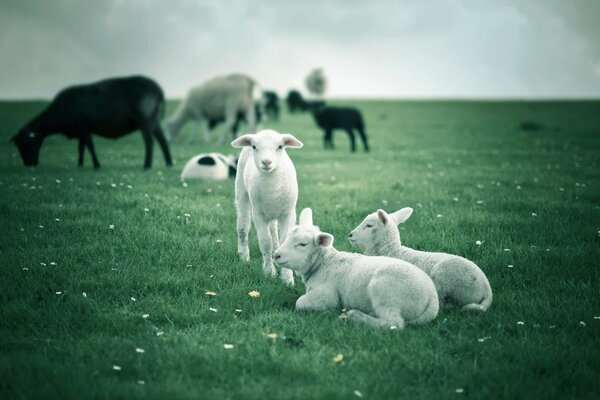 Troupeau de moutons avec des agneaux sur le champ