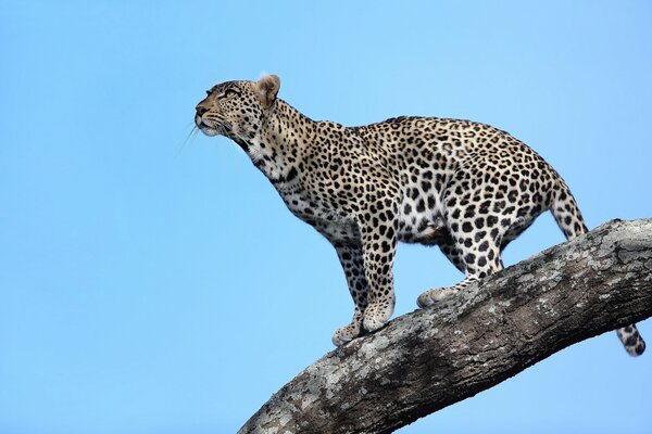 Léopard africain sur fond de ciel bleu sans nuages, debout sur une branche d arbre, regardant au loin