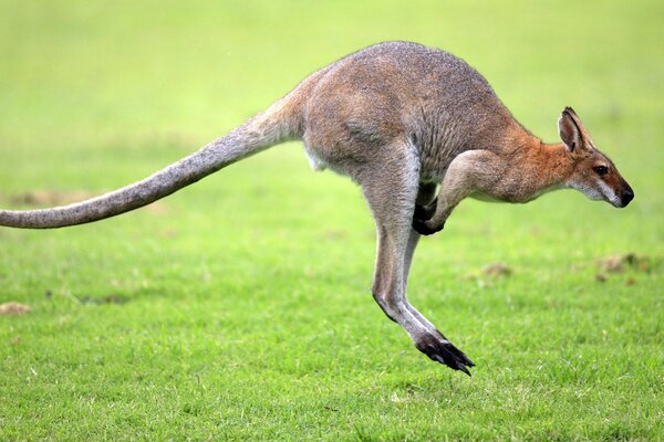 Känguru im Sprung auf dem grünen Rasen