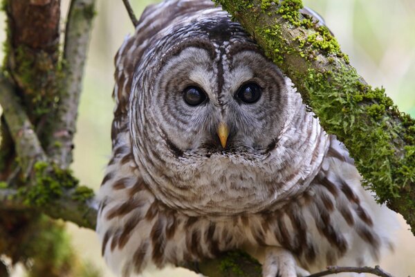 An owl on a branch pierces with its gaze