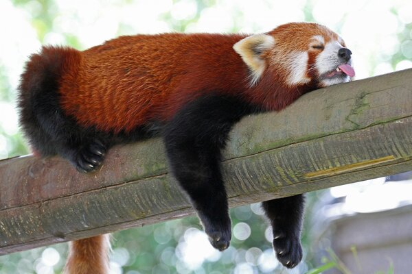 Red panda sleeps on a log with his tongue sticking out