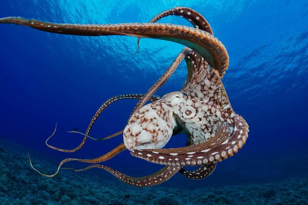 Octopus among the corals in the ocean