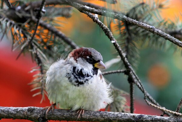 Schöner Herbstspatz manchmal