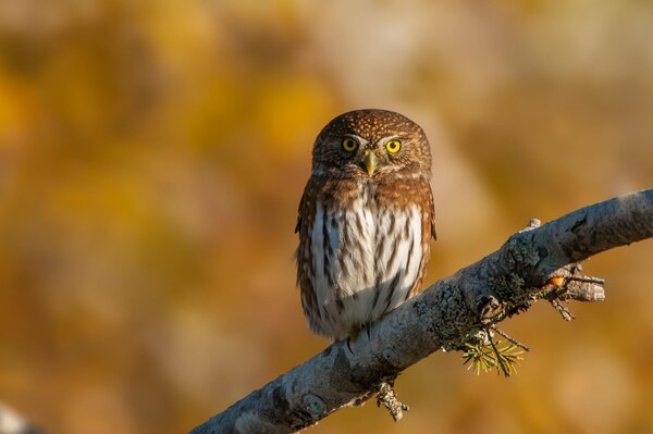 Le hibou moineau est assis sur une branche