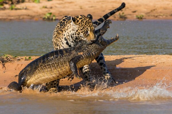 The ruthless battle of the jaguar with the crocodile