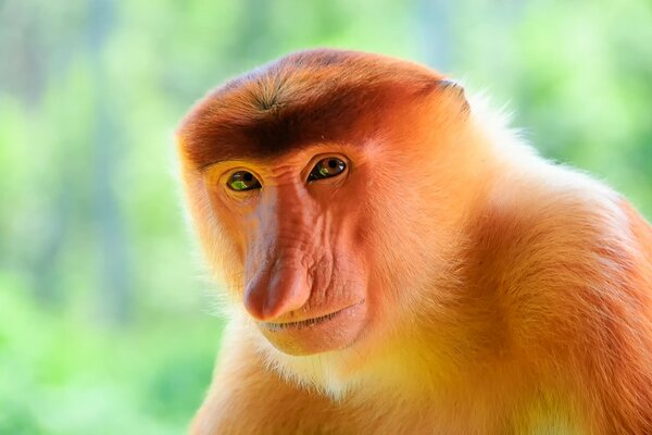 Bright orange nosey monkey on a green background