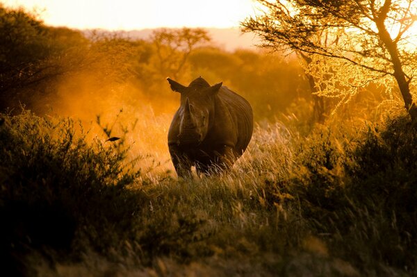 Nashorn läuft bei Sonnenuntergang durch Afrika