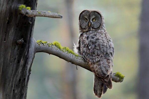 An owl bird sits on a withered tree