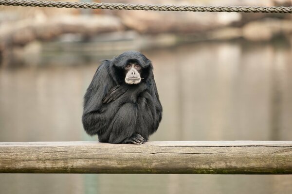 Affe Siamang im Zoo