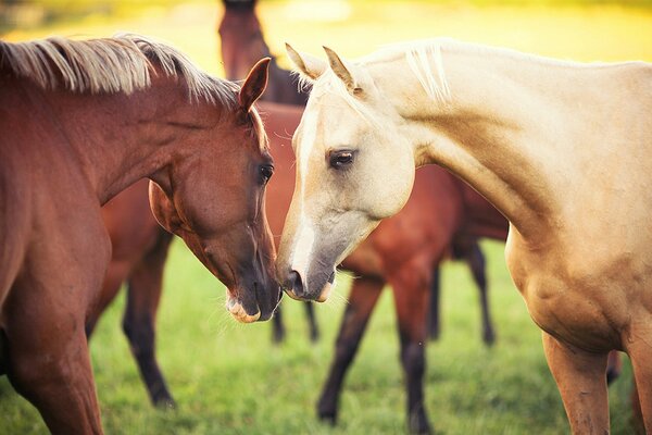 Couple de chevaux dans la nature