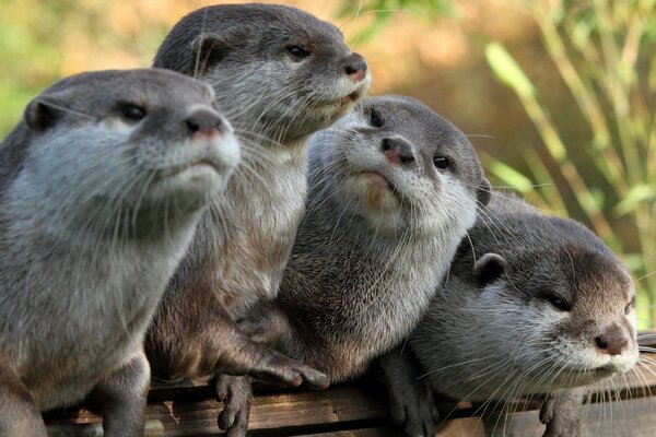 Vier graue Otter liegen