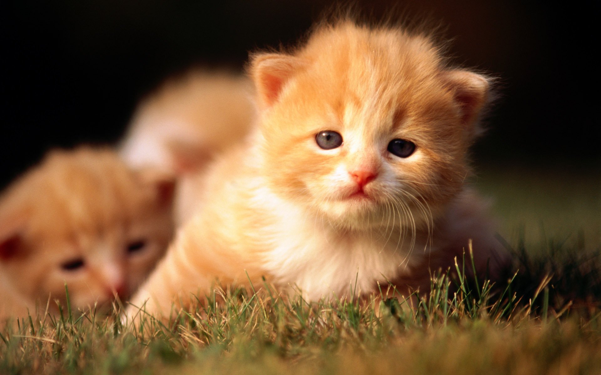 kitten cat cat grass ginger kitten