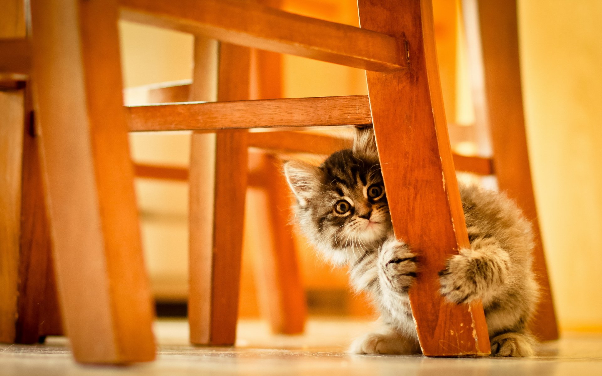 chat chaise fond