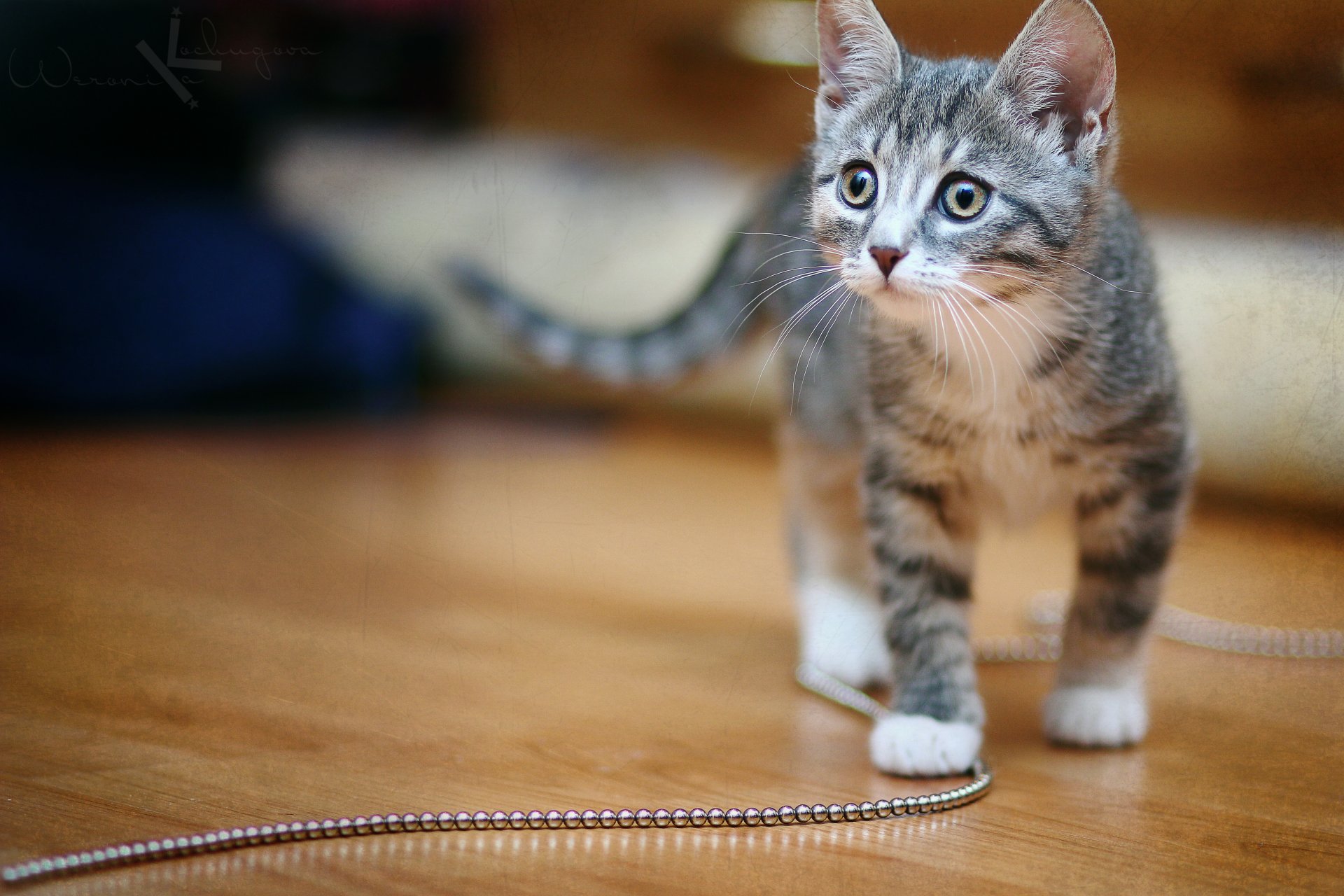 katze kätzchen niedlich muschi katze