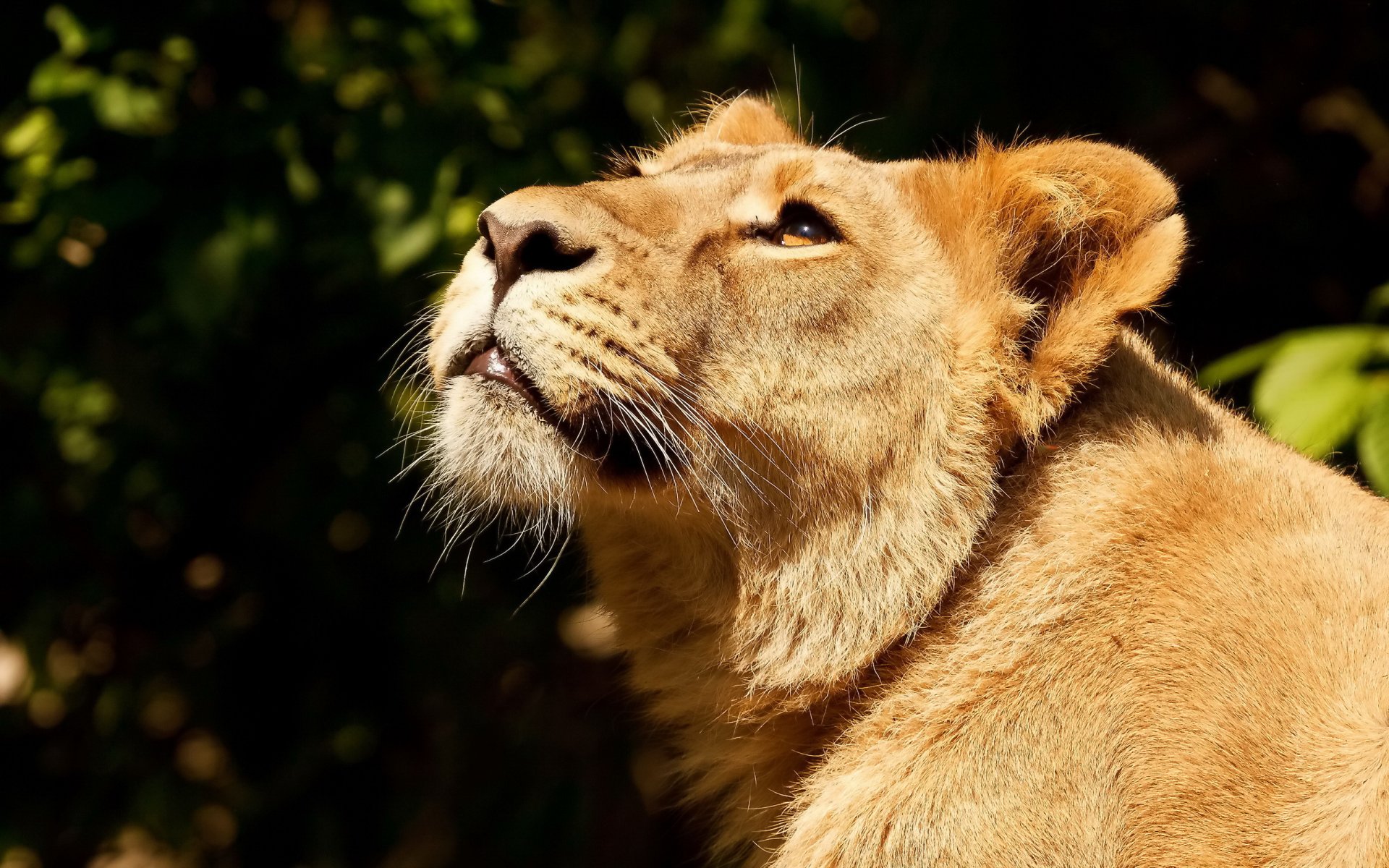 leone leonessa muso guarda in alto predatore