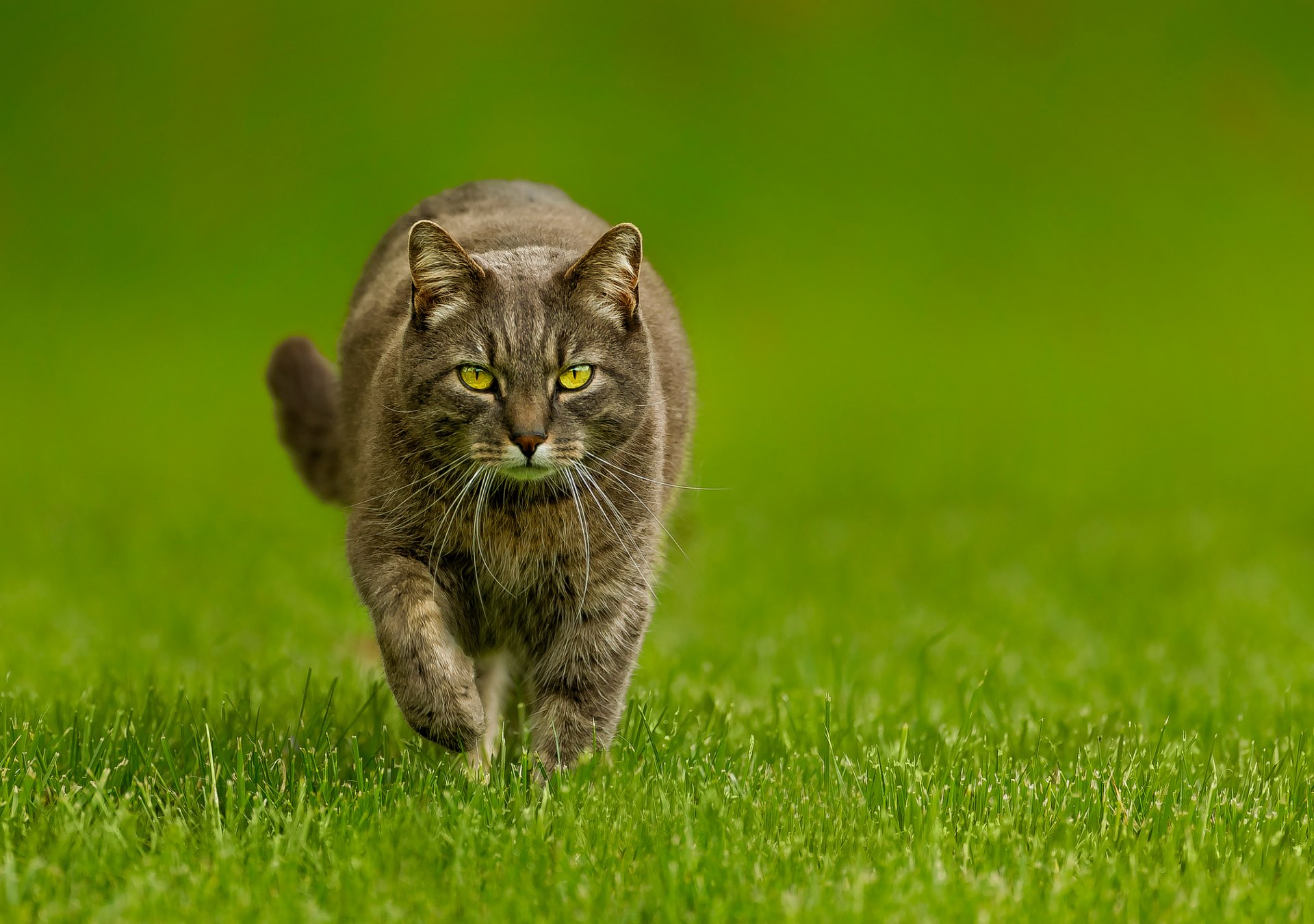 gatto kote erba sfondo verde