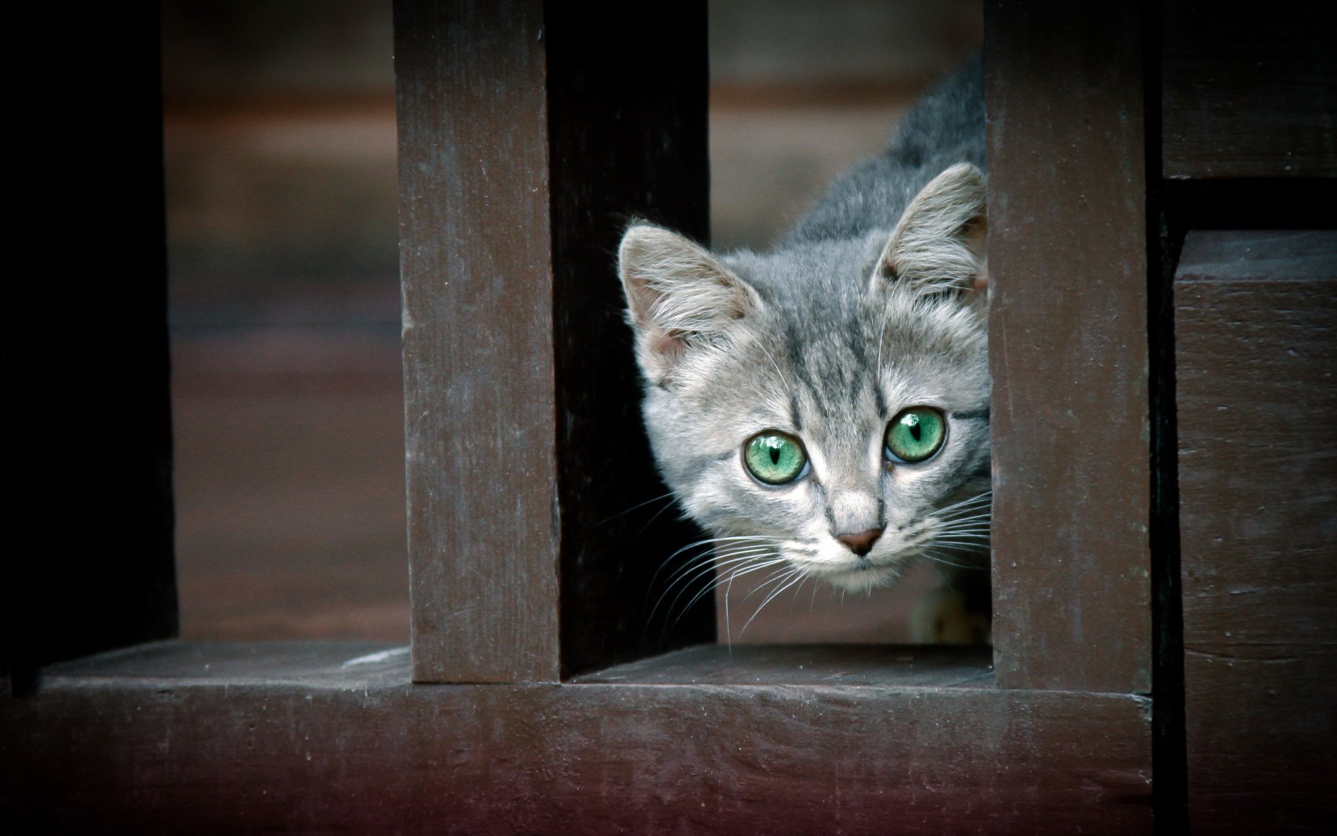 cat fence background