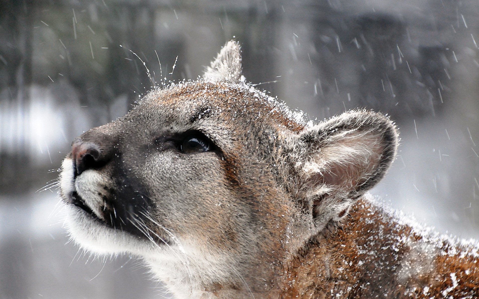 puma cougar berglöwe schnee schnauze schnurrbart blick profil raubtier