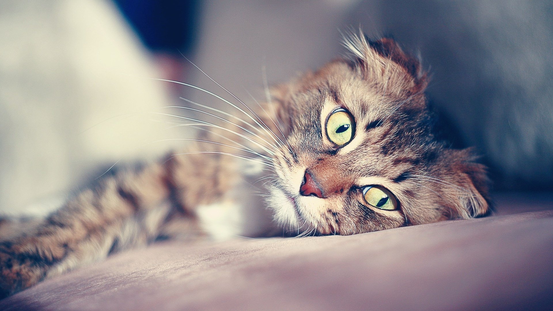 chat regard pupilles moustache alerte bokeh