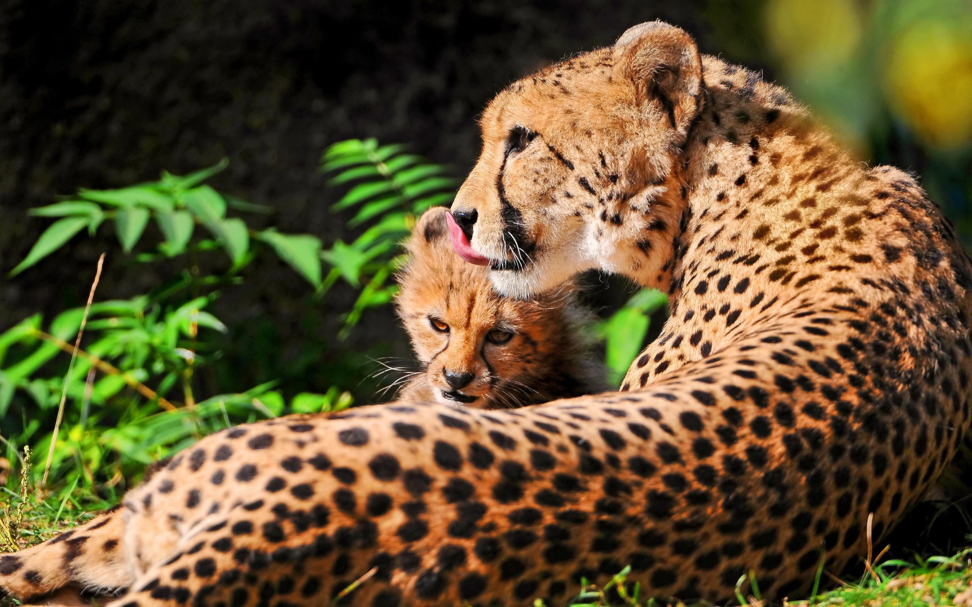 guépard maman mère vacances