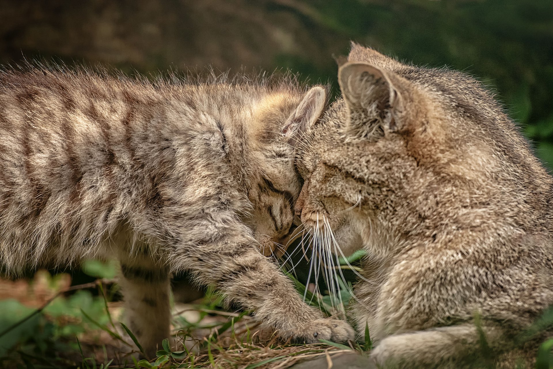 gatto selvatico maternità donnola