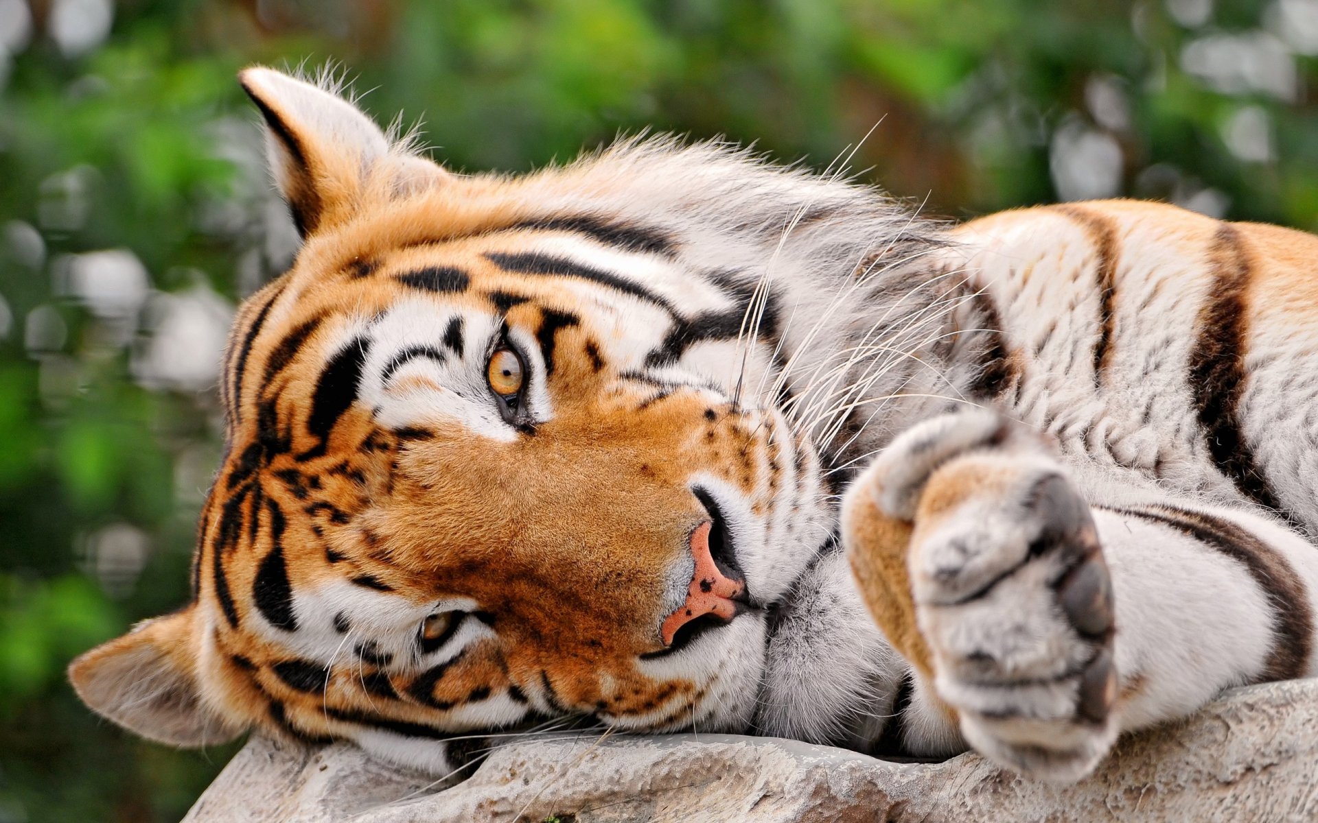 große katze tiger streifen liegt augen blick