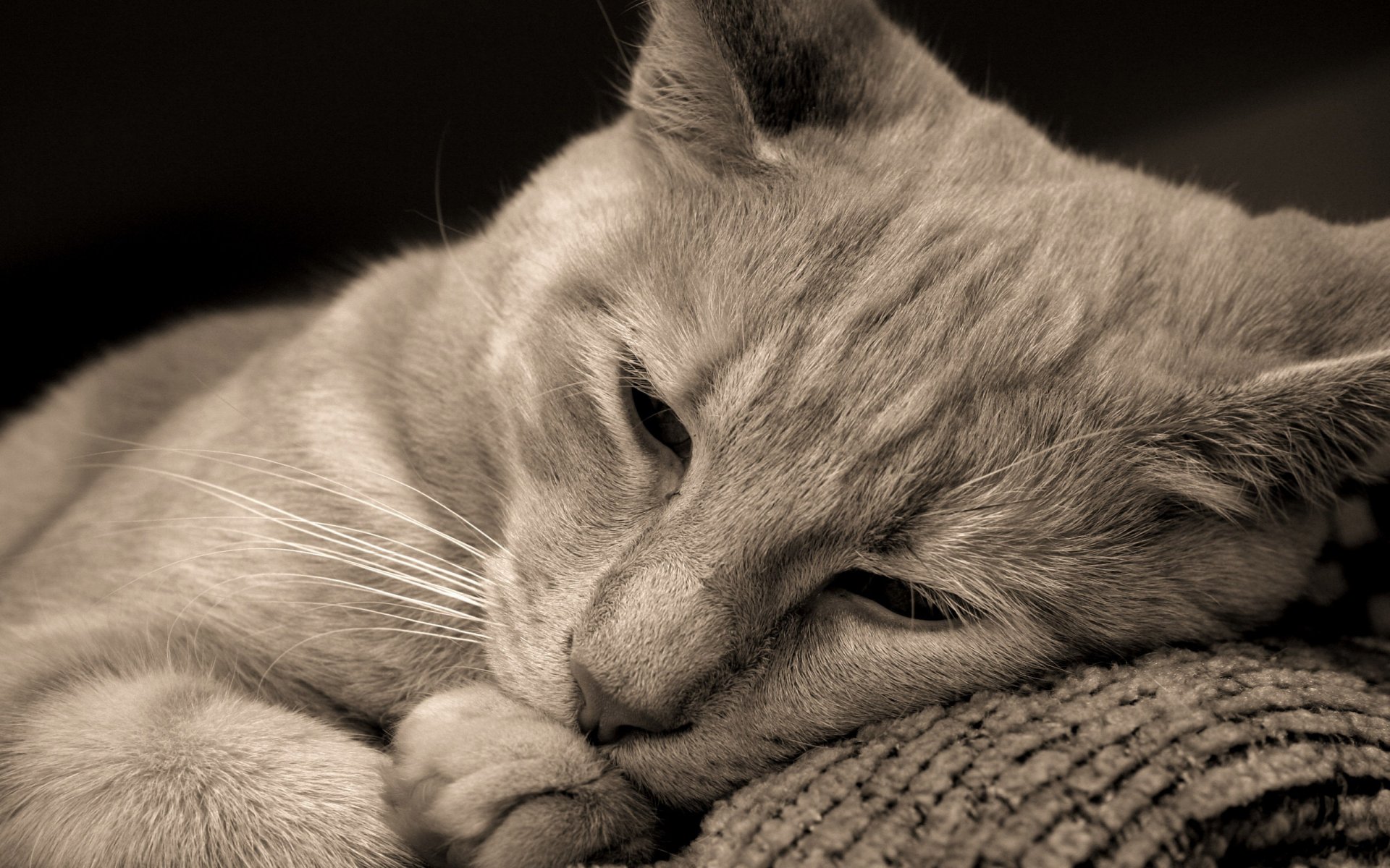 gatto gatto si trova occhi marroni